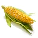Corn on the cob on Random Most Delicious Thanksgiving Side Dishes