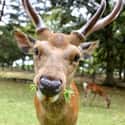 Nara Park on Random Best Vacation Spots for Animal Lovers