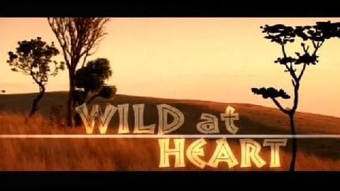 what language is the opening music for wild at heart tv series