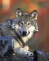 Wolf on Random World's Most Beautiful Animals