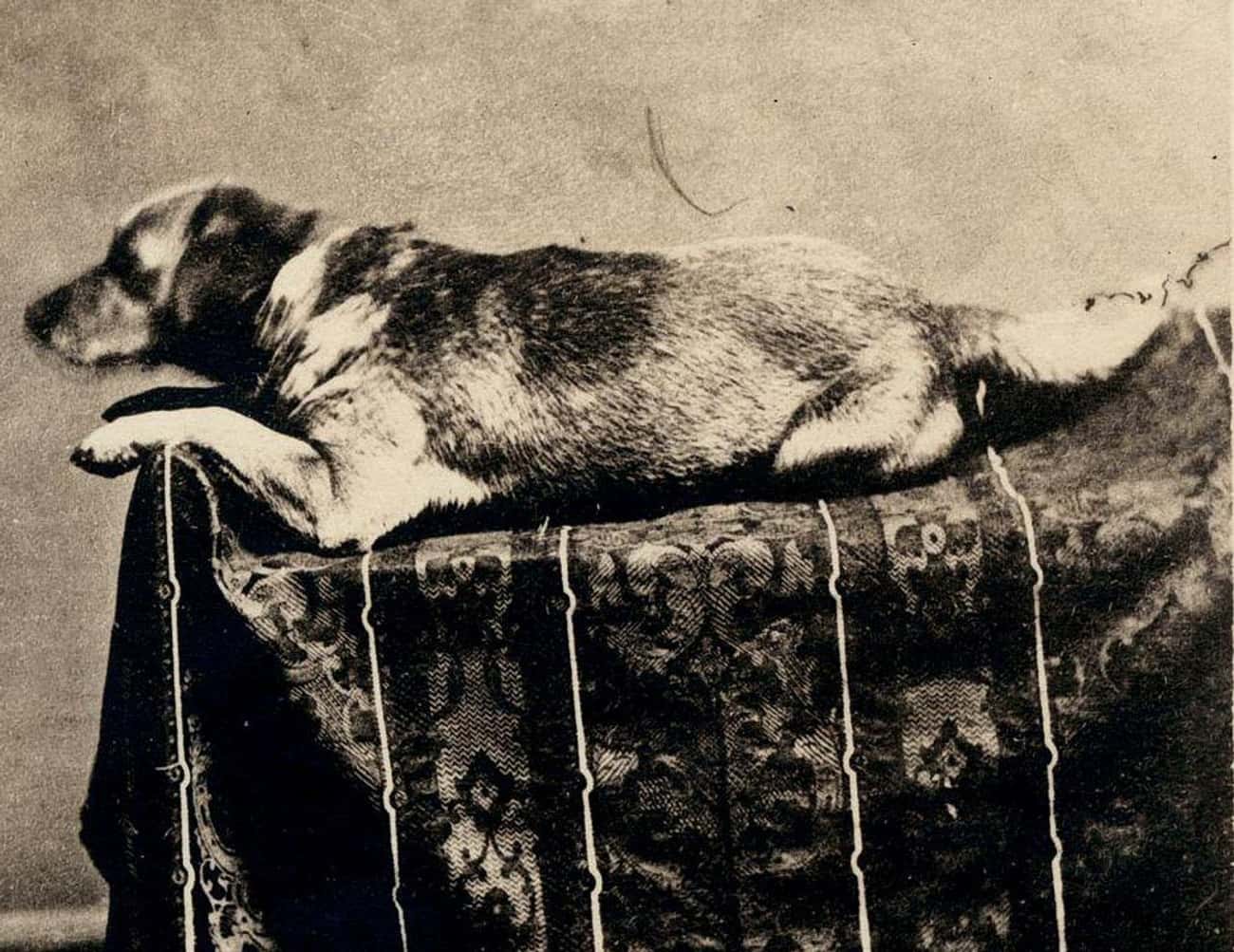 Abraham Lincoln's Dog Was Assassinated, Too
