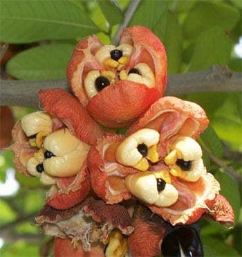 The Top 10 Most Dangerous Fruits and Vegetables in the World