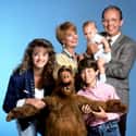 ALF on Random Best Shows of the 1980s
