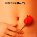 American Beauty on Random Best Movies About Infidelity
