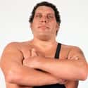 André the Giant on Random Greatest Pro Wrestlers