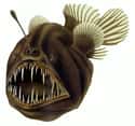 Anglerfish on Random Oddly Terrifying Animal Mouths That Are Upsetting To Even Look At