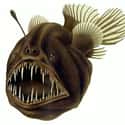 Anglerfish on Random Oddly Terrifying Animal Mouths That Are Upsetting To Even Look At