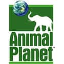 Animal Planet is listed (or ranked) 25 on the list TV Networks with the Best Shows