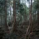 Aokigahara on Random Scariest Real Places on Planet Earth