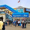 Aquarium of the Bay on Random Best Aquariums in the US