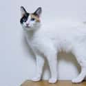 Aquarius (January 20 - February 18) on Random Cat Breed You Should Get Based On Your Zodiac Sign