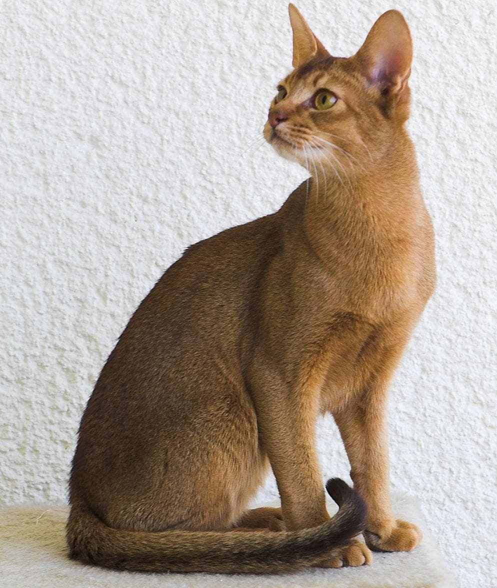 Random Cat Breed You Should Get Based On Your Zodiac Sign