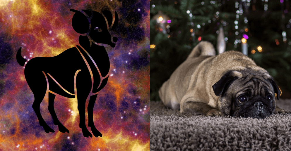 Your Ideal Pet According To Your Zodiac Sign