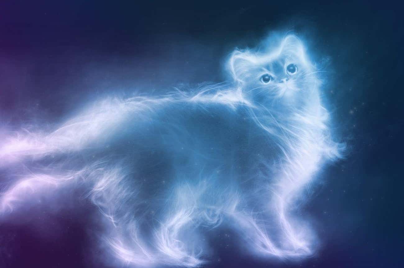 Aries: Tonkinese Cat Patronus