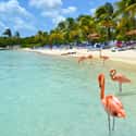 Aruba on Random Best Scuba Destinations In World