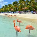 Aruba on Random Best Countries to Visit in Summer