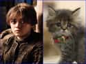 Arya Stark on Random Cats Who Look Like GoT Characters