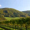 Austria on Random Countries with the Best Wine