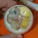 Balut on Random Foods That Aren't What You Thought You Ordered