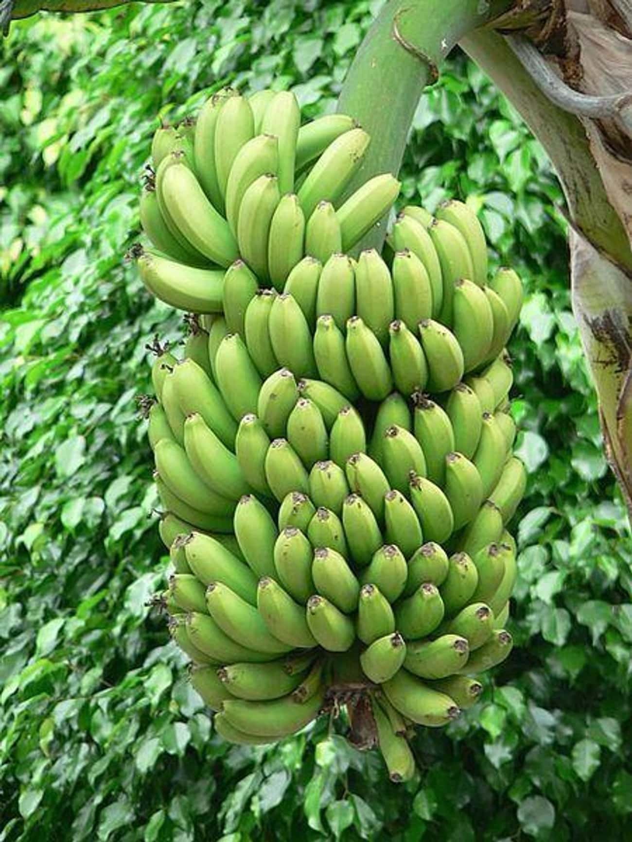 Banana Trees Are Actually Herbs