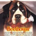 Beethoven on Random Greatest Animal Movies