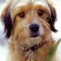 Benji is listed (or ranked) 26 on the list The Greatest Dog Characters of All Time