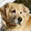 Golden Retriever on Random Best Dogs for Allergies