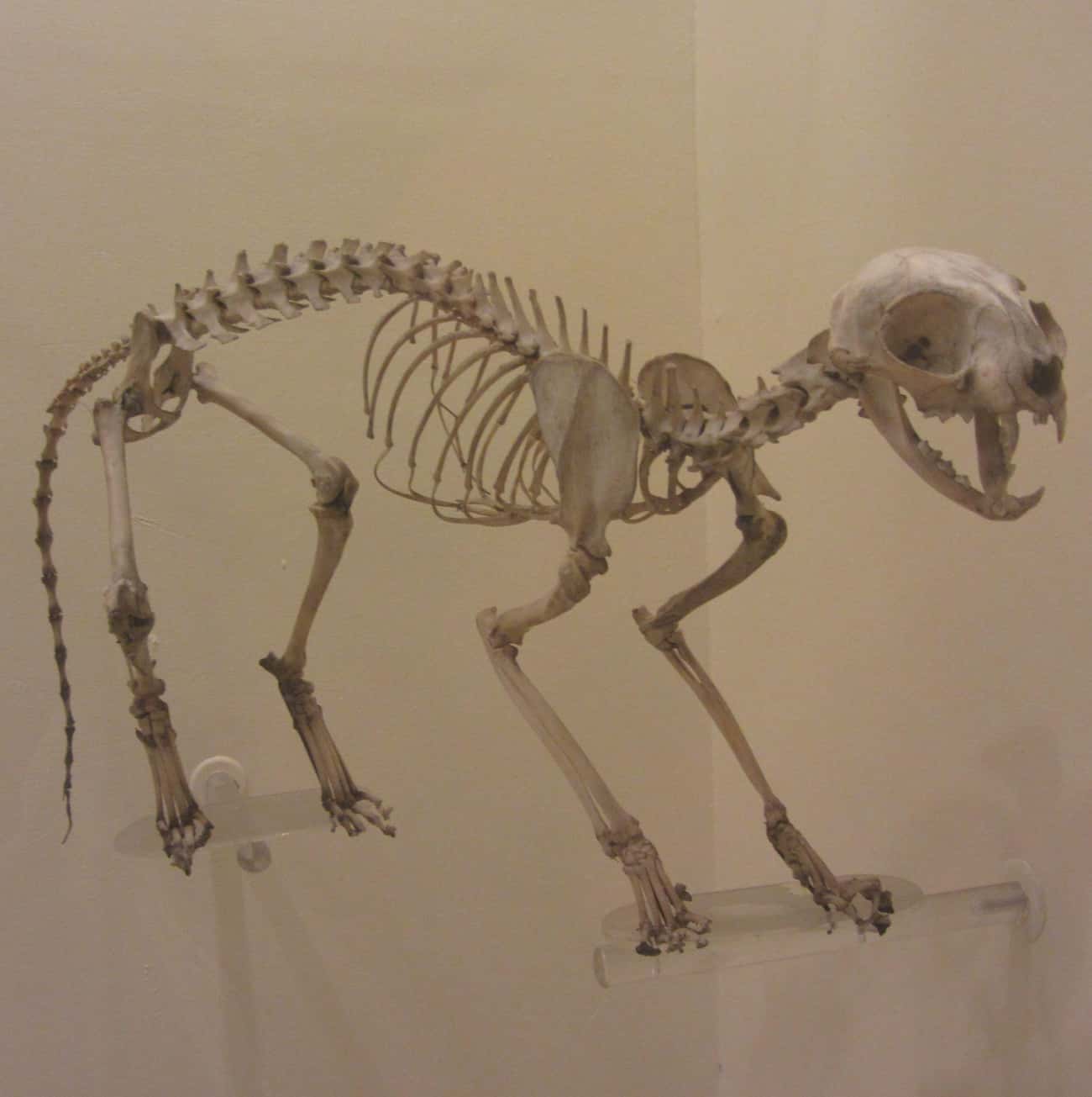 What Skeletons of Cute Animals Look Like