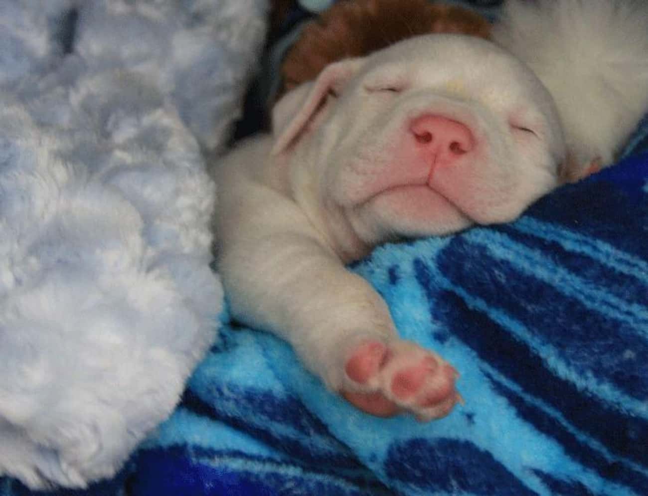 It&#39;s Nap Time For This Albino Doggo