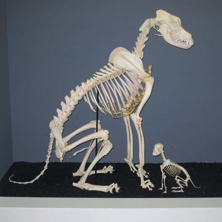 What Skeletons of Cute Animals Look Like