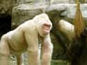 Gorilla on Random Incredible Albino (and Leucistic) Animals