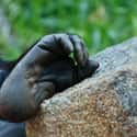 Gorilla on Random Weird Animal Feet You Have To See To Believe