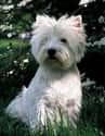 West Highland White Terrier on Random Utterly Strange Animals That Are Result Of Selective Breeding