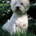 West Highland White Terrier on Random Utterly Strange Animals That Are Result Of Selective Breeding
