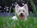 West Highland White Terrier on Random Very Best Dog Breeds