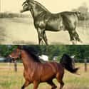 Horses on Random Animals Looked Like Before Humans Started Breeding Them For Food