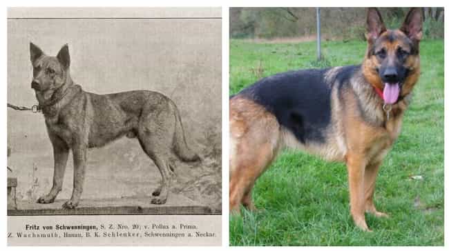 Cute Original German Shepherd Dog Pics