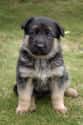 German Shepherd Dog on Random Best Dog Breeds for Families