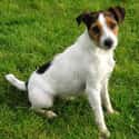 Jack Russell Terrier on Random Best Dogs for Allergies
