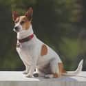 Jack Russell Terrier on Random Best Dog Breeds for Families
