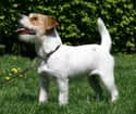 Jack Russell Terrier on Random Dog Breeds Would Be Sorted Into Which Hogwarts Houses