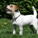 Jack Russell Terrier on Random Dog Breeds Would Be Sorted Into Which Hogwarts Houses