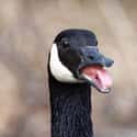 Goose on Random Oddly Terrifying Animal Mouths That Are Upsetting To Even Look At