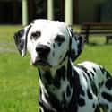 Dalmatian on Random Best Dogs for Kids