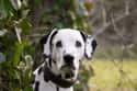 Dalmatian on Random Dog Breeds Would Be Sorted Into Which Hogwarts Houses