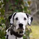 Dalmatian on Random Dog Breeds Would Be Sorted Into Which Hogwarts Houses