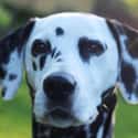 Dalmatian on Random Very Best Dog Breeds