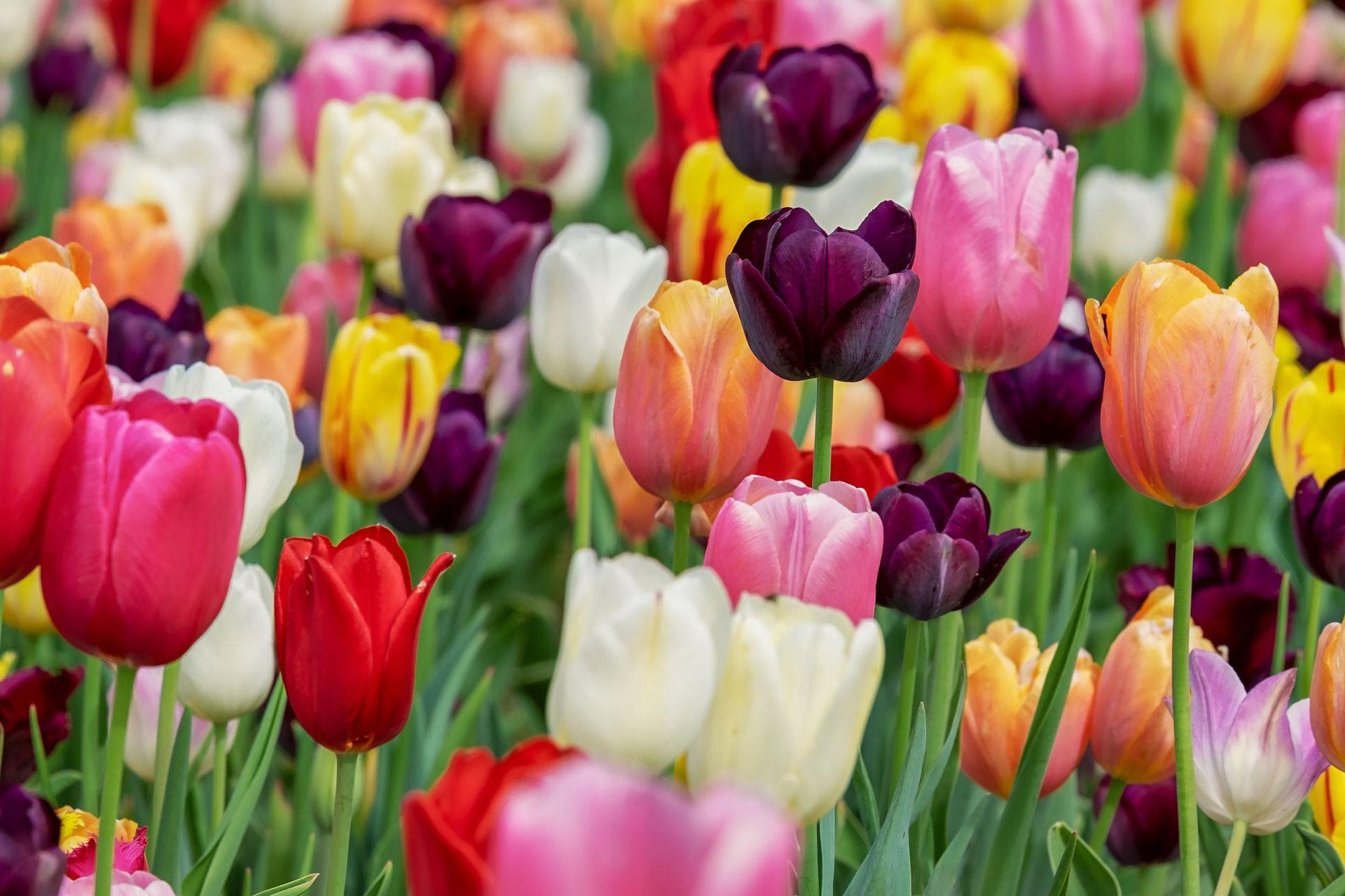 Alternative Flowers You Should Be Giving Besides Roses
