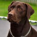 Labrador Retriever on Random Best Dog Breeds for Families