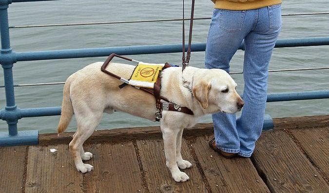 These Are The Most Intelligent Dog Breeds, According To Research